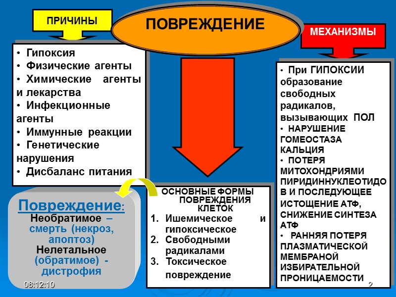 ПРИЧИНЫ МЕХАНИЗМЫ    Гипоксия   Физические агенты   Химические агенты